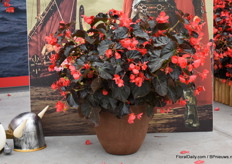 Here we have the Vinking XL wich, for now, is available in one colour; Red on Chocolate.